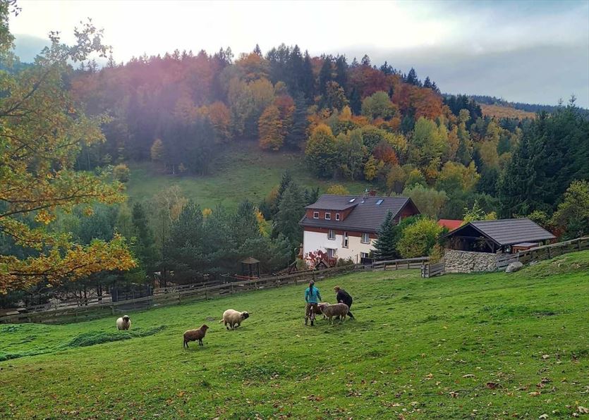 Klimatyczne miejsce na wypoczynek i obcowanie blisko zwierząt , Zagroda Studzienno, Studzienno